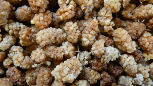 mures blanches